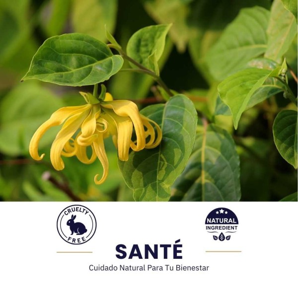 Ylang Ylang Essential Oil